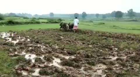 बारिश से किसान खुश, टाटीझरिया प्रखंड में धान रोपाई का काम शुरू