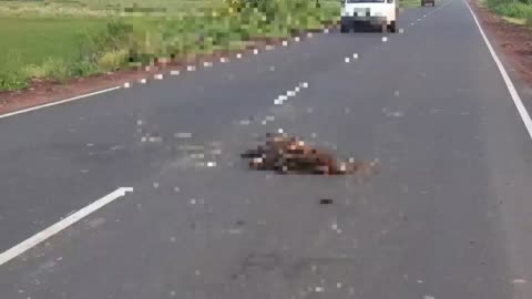 बटियागढ थाना क्षेत्र के बटियागढ दमोह मार्ग पर अज्ञात वाहन की टक्कर से एक मवेशी की मौत