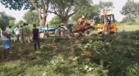 Fatehpur-पुलिस और वन विभाग की आंख में धूल झोंकर काट रहे पेड़