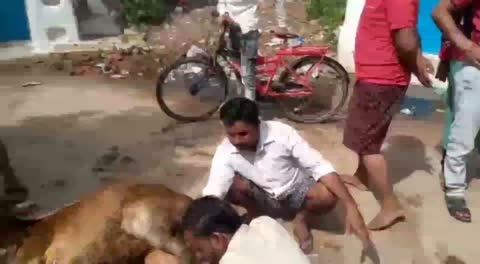 बमनोरा में एक तेज रफ्तार ट्रक ने गाय को मारी टक्कर,गाय गम्भीर रूप से हुई घायल। 