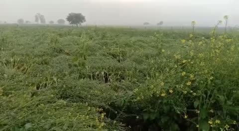 हरदोई में बेमौसम बारिश से फसलें नष्ट