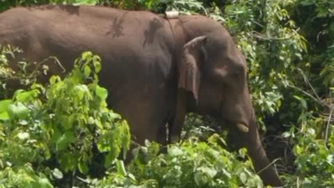 बेस पंचायत के जंगलों में बिछड़े हाथी के विचरण से ग्रामीणों में दहशत 