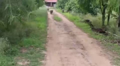 मीरजापुर। हलिया में जंगली सुअरों ने ग्रामीण पर बोला हमला 