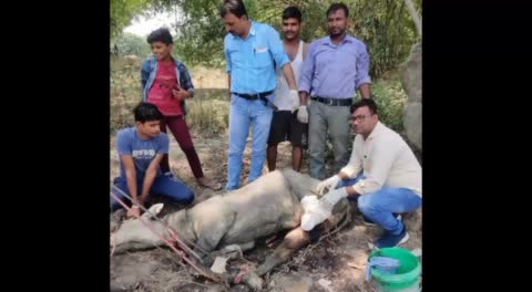 मीरजापुर। कुएं में गिरा नीलगाय ग्रामीणों की मदद से वन विभाग के कर्मियों ने निकाला बाहर, भेजा उपचार के लिए