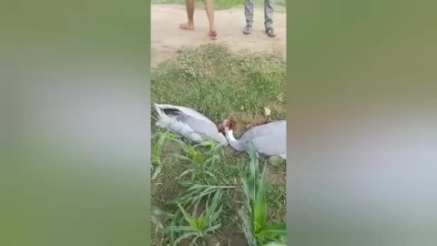कन्नौज के इंदरगढ़ थाना क्षेत्र में पक्षियों की प्रेम की अजीबोगरीब कहानी आप वीडियो में देख सकते हैं एक पंक्षी की मौत पर दूसरे ने कैसे त्यागे प्राण