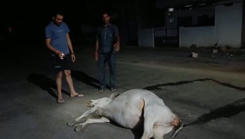 घुवारा में सिंचाई कॉलोनी के पास एक शराबी ट्रक चालक ने गौबंश को मारी टक्कर।तीन गायों की मौके पर मौत।