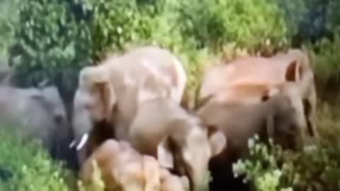 तिलैया गांव में हाथियों की झुंड ने एक घर को क्षतिग्रस्त कर सामग्रियों को किया नष्ट 