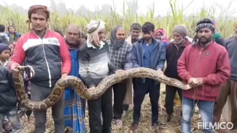 गोंडा:इंटियाथोक ब्लॉक क्षेत्र के सरदारपुरवा गांव में मंगलवार को निकला अजगर वन विभाग की टीम ने अजगर को पकड़ कर जंगल में छोड़ा 